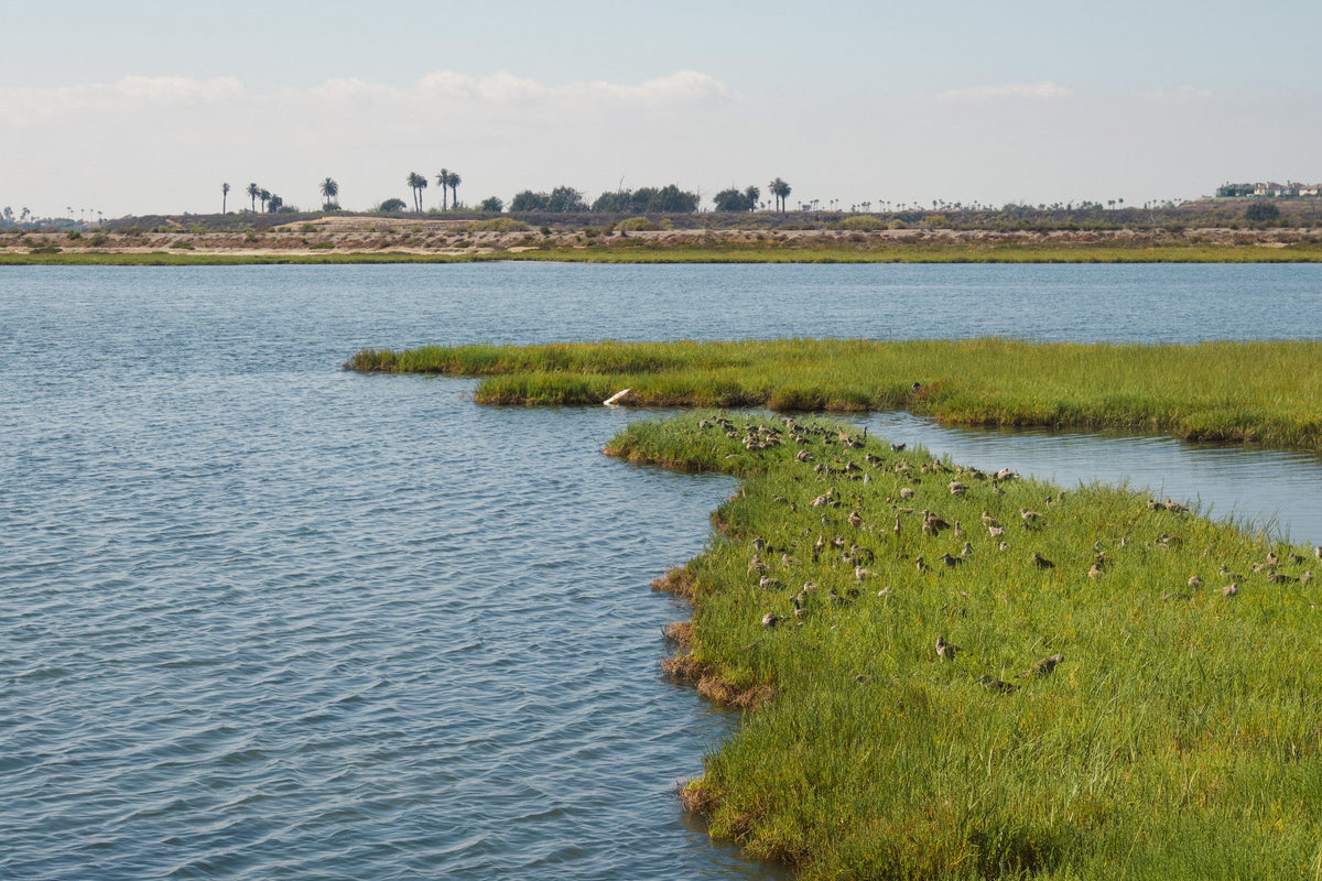 birds at Bolsa Chica Ecological reserve