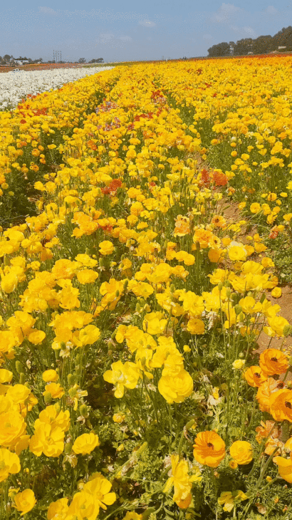 Carlsbad Flower Fields 2021