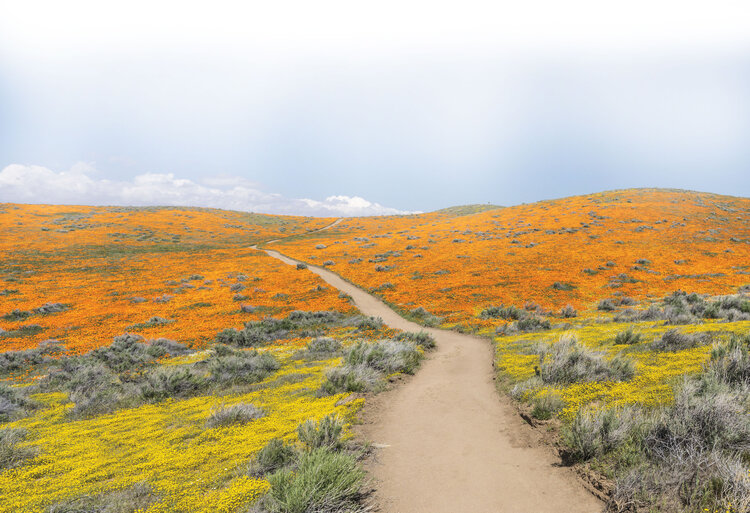 Superbloom 2019