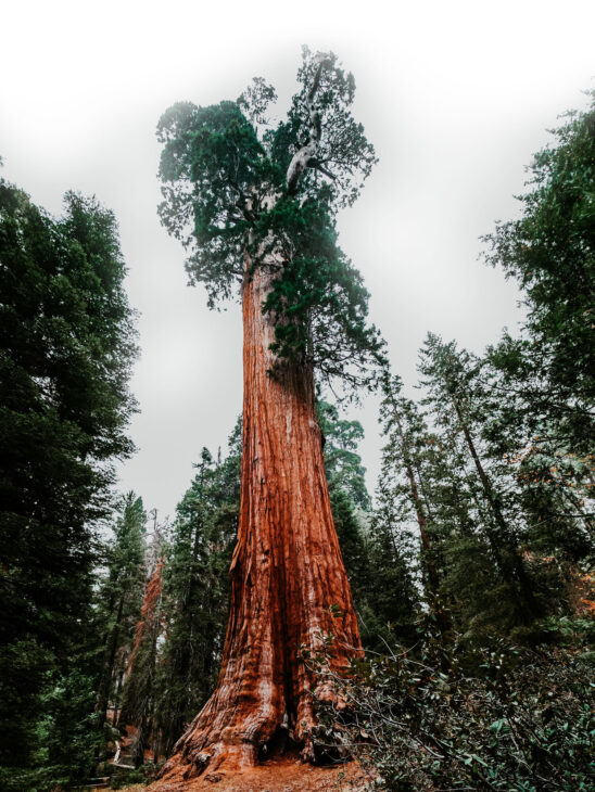 what to do in sequoia and kings canyon