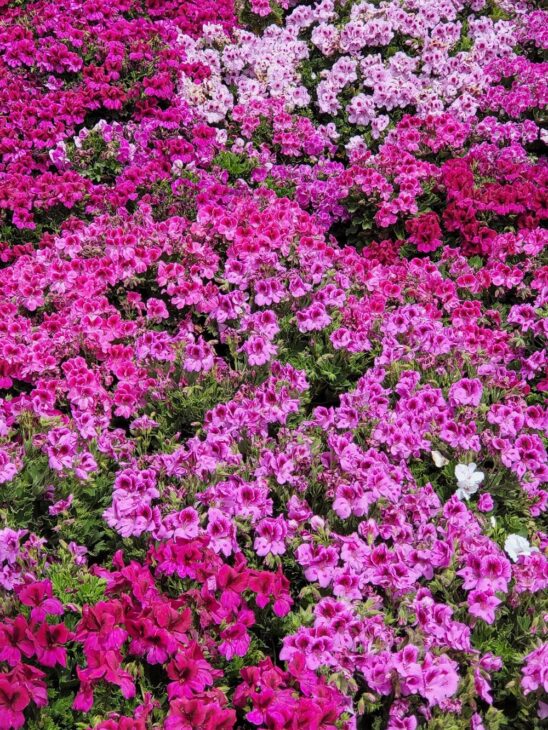 Carlsbad flower fields photos