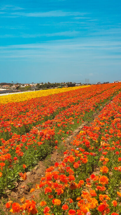 Carlsbad ca flower fields