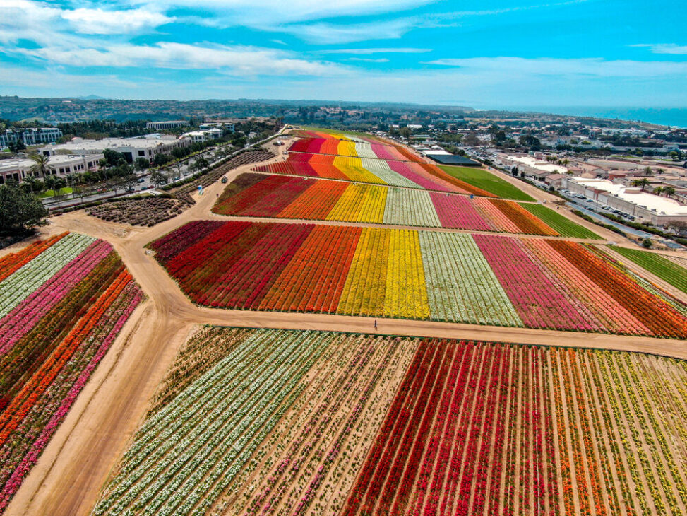 Carlsbad flower field